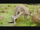 Op kangoeroe safari met Adam en Karly