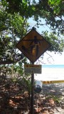 Very dangerous jellyfish