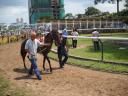 vertoning van de paarden