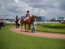 paard met berijder