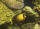 a surgeonfish