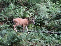 Oh deer!