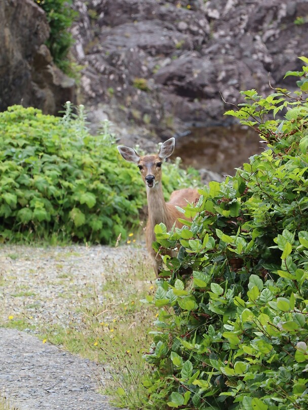 Oh deer 2 😅
