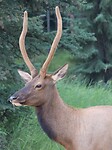 Papa Elk