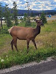 Elk op de camping