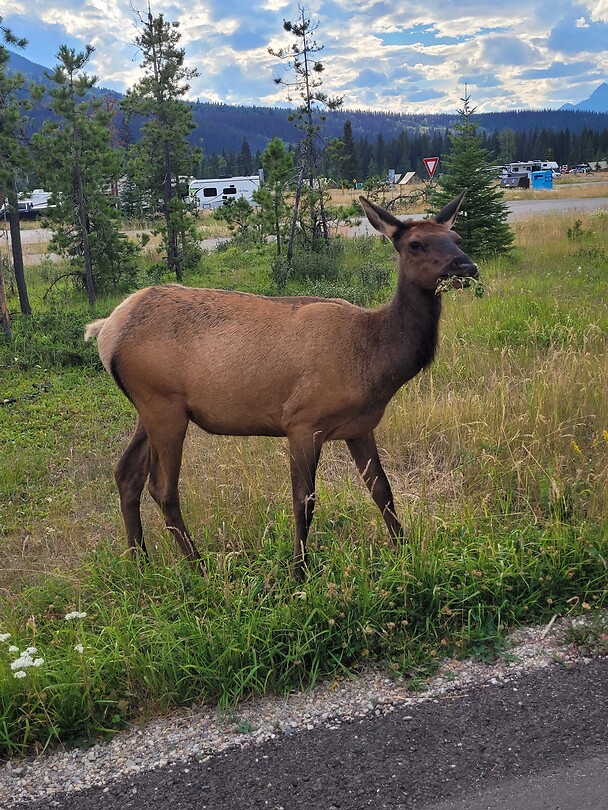 Elk op de camping
