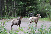 Bighorn Sheep 🥰