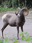Bighorn Sheep