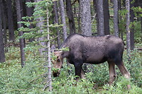 Hello Moose 👋