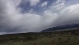 Guanaco’s