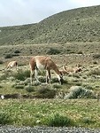 Eindelijk levende Guanaco’s