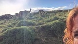 Nog meer guanaco’s