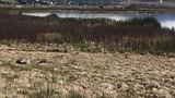 geen pinguins maar meer dan genoeg flamingo’s