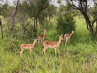 Impala's (bush walk)