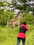 Giraffen (bush walk)
