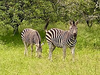 Zebra's (bush walk)