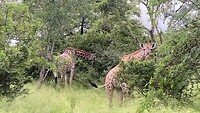 2023-02-26 giraffen
