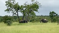 2023-02-27 Olifanten in Manyeleti Game Reserve
