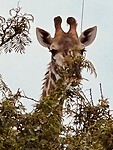 Giraffe