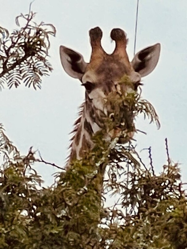 Giraffe