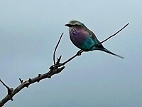 Lilac breasted roller