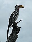Zazu