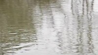 2023-03-06 Nijlpaardenkudde in het water