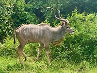 2023-03-07 Kudu