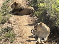 Leeuwen in Botlierskop