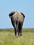 Olifant in Botlierskop
