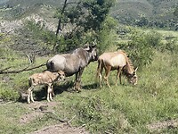 Wildebeesten (1 gewone, 2 ‘gouden’)