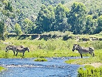 Kaapse Zebra’s
