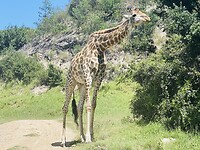 Giraf in Botlierskop