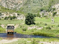 Op game drive in Botlierskop