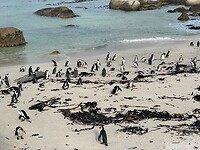 Pinguins bij Boulders Beach