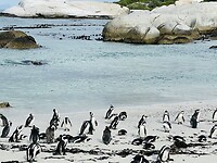 Pinguin kolonie