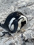 Pinguin op ei