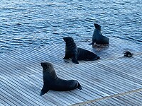 Zeehonden in de haven bij Kaapstad