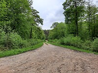 Begaanbare wegen in het bos.