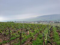De laatste foto's van het Champagnegebied