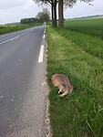 De dode das. Groot beest.