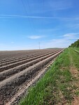 De aardappels zitten al in de grond.