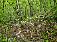Er zitten wolven in dit bos wordt er gewaarschuwd.