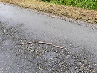 Een wurgslang of python?