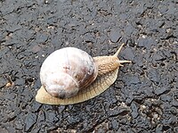 Slakken met dit weer, duizenden.