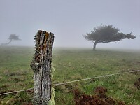 Ineens doemen er wat bomen op.