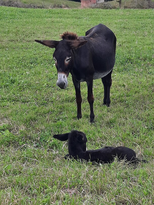 Jonge en oude ezel.