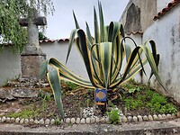Agave plant met pelgrimsteken.