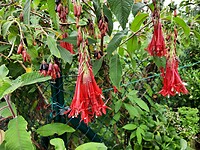 Een soort of fuchsia,  prachtig.