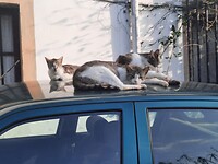 Drie zwerfpoesjes.